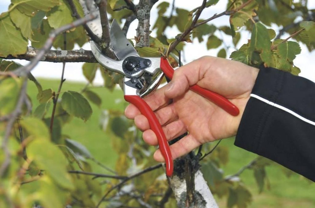 Felco 2 beste snoeischaar voor rozen 2026 in actie